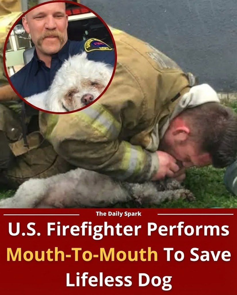 Firefighters Pulled a Lifeless Dog From the Flames — What Happened Next Left Everyone Silent
